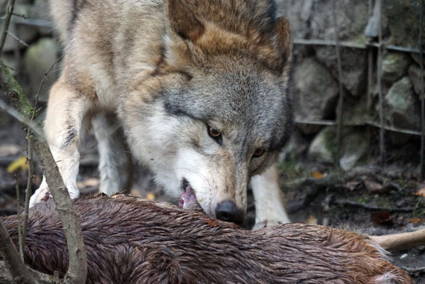 Ein Leckerbissen für einen Wolf