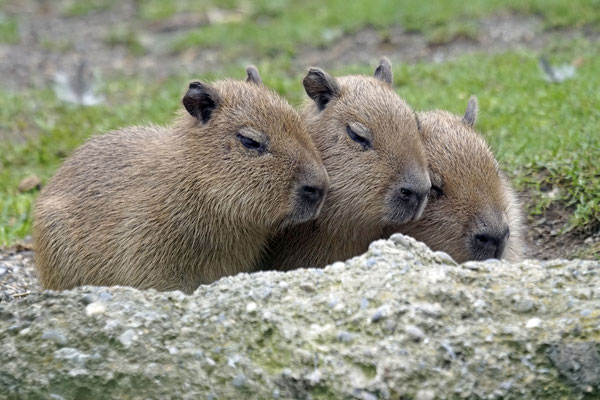 Capybara juv. beim Mittagsschlaf
