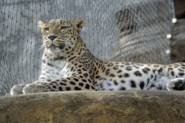 Persischer Leopard · Tierpark Dählhölzli