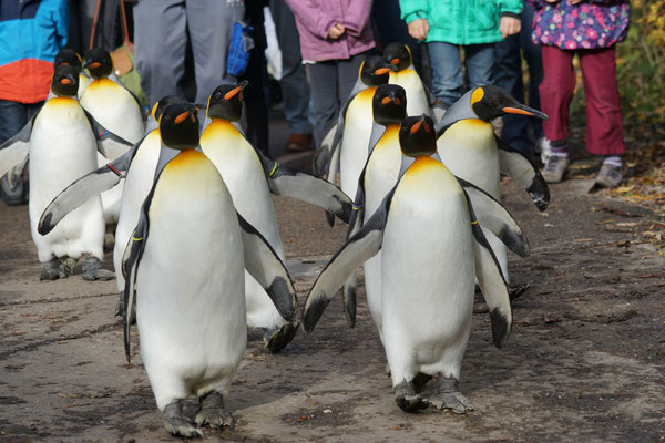 ...bei Temperaturen von unter 10° C spazieren die Pinguine durch den Zoo