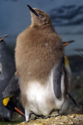 "klein Pingu" bekommt das Federkleid