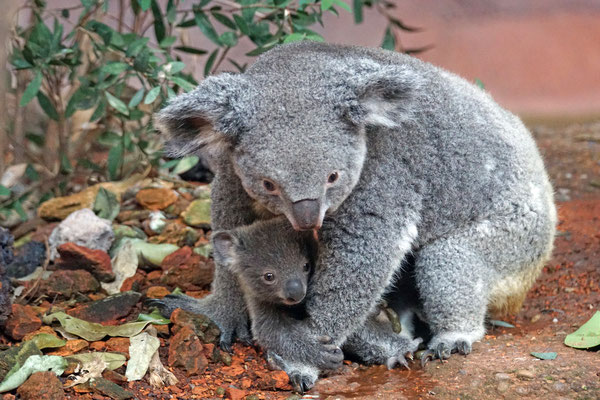 Koala "Pippa" mit "Uki"