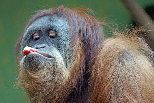 Sumatra Orang Utan · Zoo Zürich