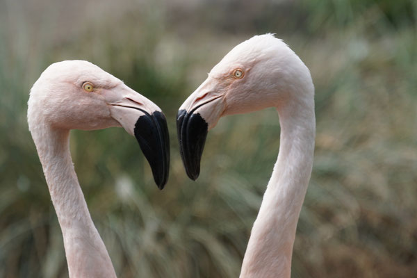 Flamingos jugendlich