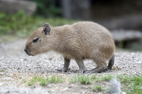 Capybara juv.