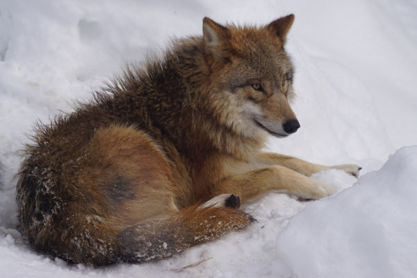 Mongolischer Wolf (Jan. 2015)
