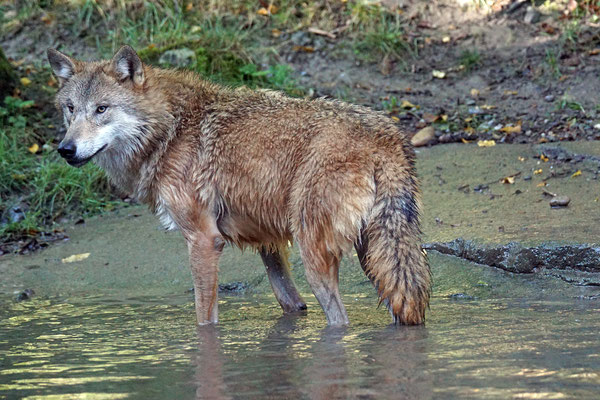 Mongolischer Wolf · Zoo Zürich