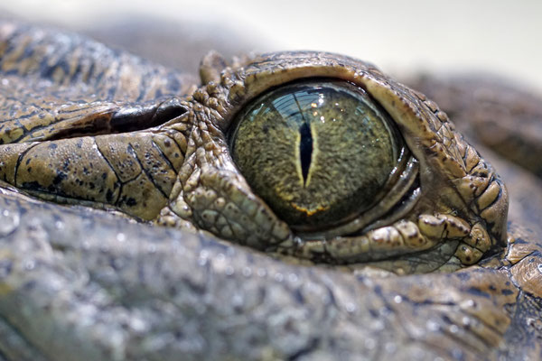 Philippinen Krokodil