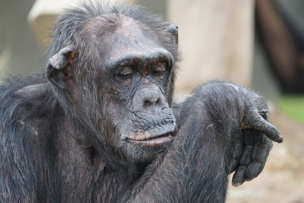 Schimpanse · Walter Zoo Gossau