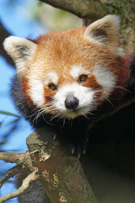 Kleiner oder roter Panda · Zoo Zürich