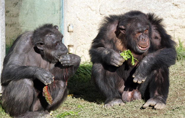 Schimpansen  · Abenteuerland Walter Zoo Gossau SG