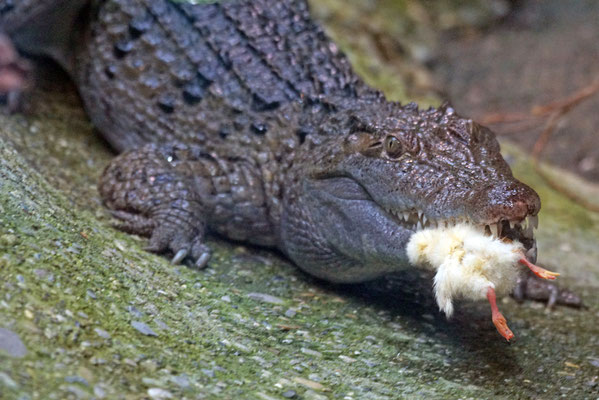 Philippinen Krokodil