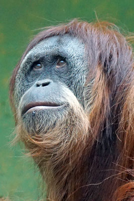 Sumatra Orang Utan · Zoo Zürich