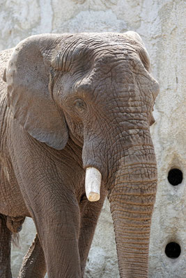 Afrikanischer Elefantenbulle "Tusker" · Basler Zoo
