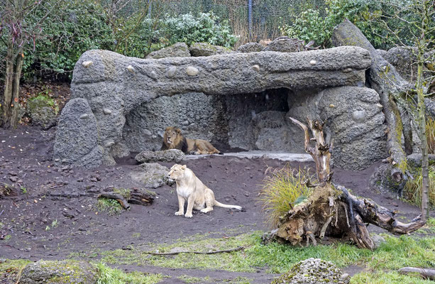 Die neue Löwenanlage
