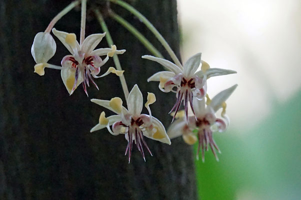 Kakao Blüten
