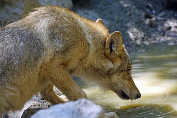 Jungwolf am Wasserloch