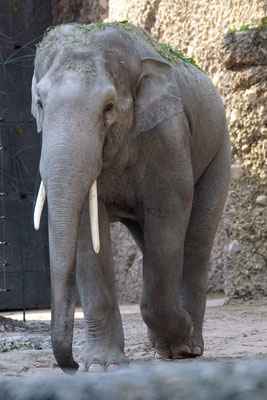 Asiatischer Elefant 