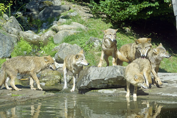 Wolfsrudel in Tiger Anlage