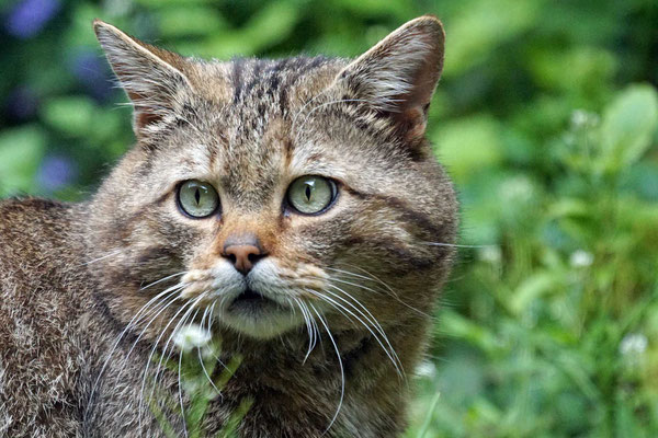 Wildkatze · Tier des Jahres 2020 von pro Natura