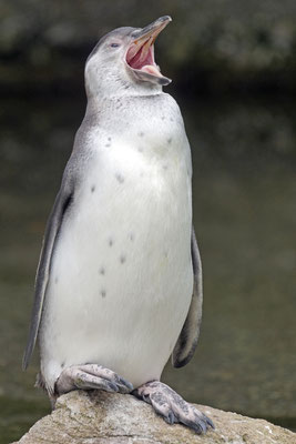 Humboldt Pinguin juv.