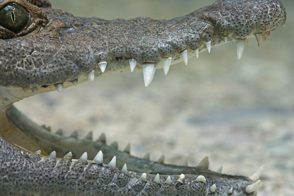 Philippinen Krokodil · Zoo Zürich