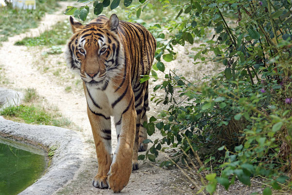 † Bengal Tiger · Sikypark