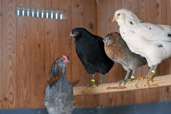 Die Hühner bleiben im Stall v.l.n.r. Benny, Berty, Betty, Daisy