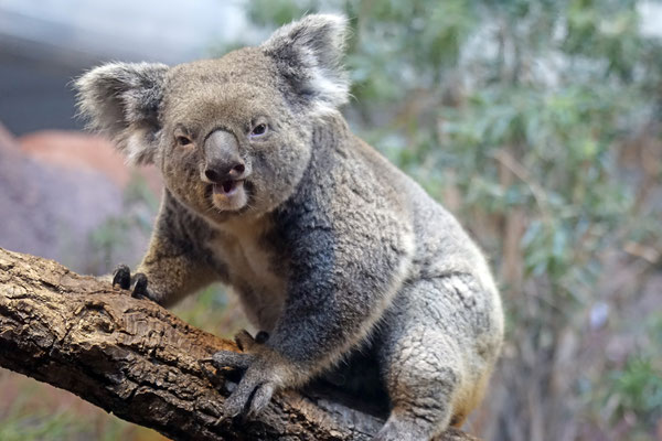 Koala "Maisy"
