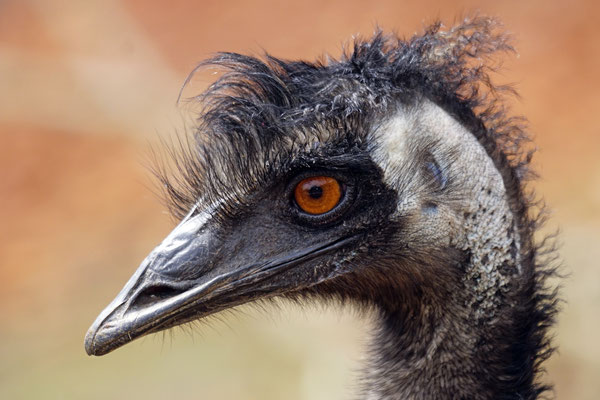 Emu · Zoo Zürich · Australien