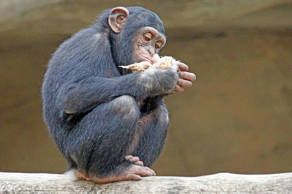 Schimpanse · Walter Zoo