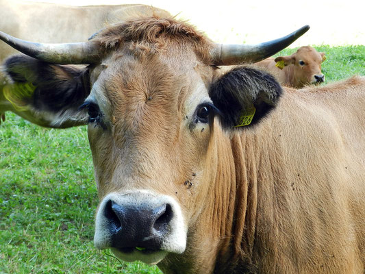 Im Thurgau haben die Kühe noch Hörner · Schlatt