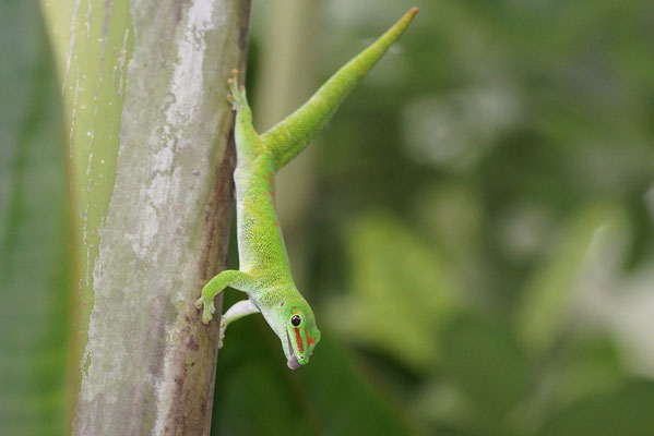 Madagaskar-Gecko · Masoalahalle