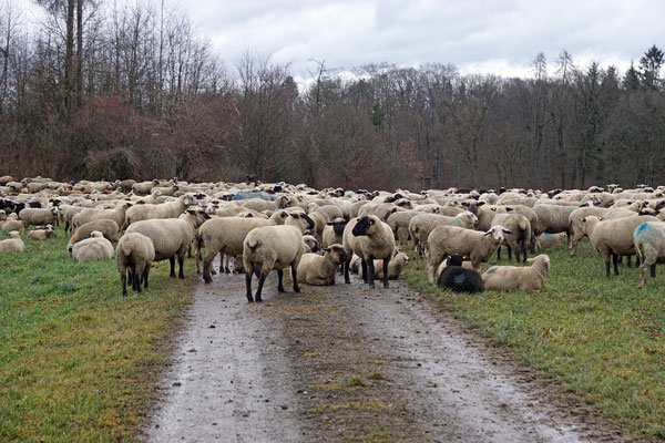 Die Schafe machen Pause
