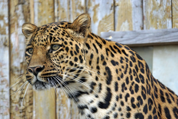 Leopard Toni's Zoo · Rothenburg LU