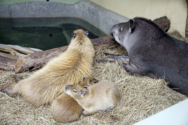 Capybara mit Tapir im Nachtquartier