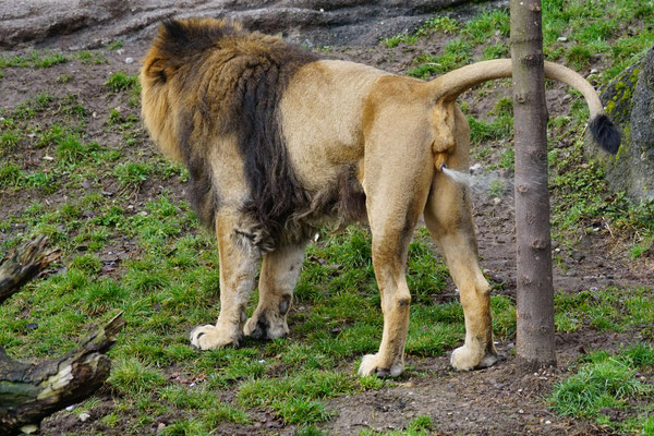 Indischer Löwe markiert sein Revier · Zoo Zürich
