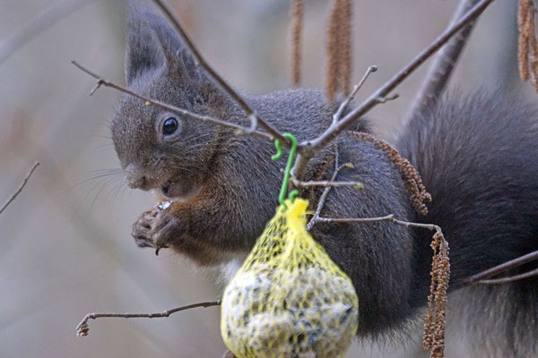 Eichhörnchen am Meisenknödel