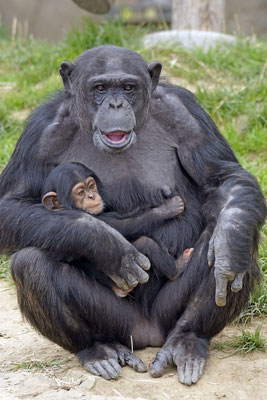 Schimpanse · Abenteuerland Walter Zoo Gossau SG
