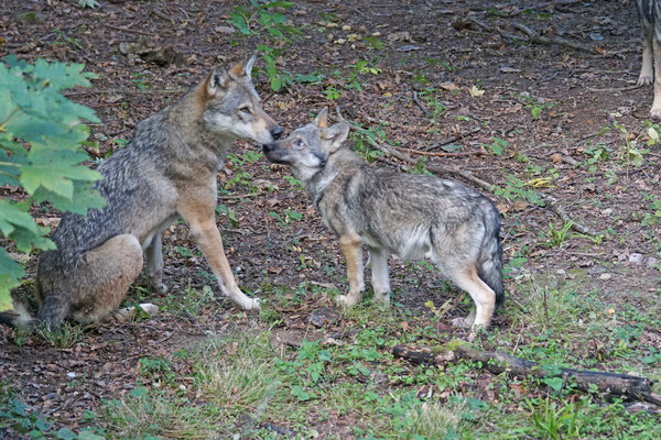 Grauwolf "Gabi" mit Jungtier · Tierpark Langenberg