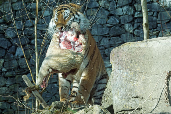 Das Futter für Tiger sollte man nie mit einem Kalberstrick anbinden