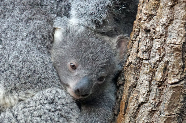 Koala "Uki"