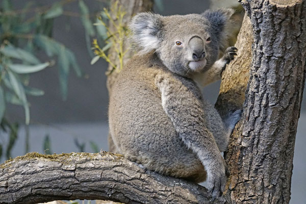 Koala · Zoo Zürich Australien