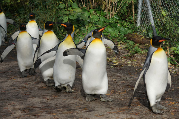 Von November - März findet die Pinguinenparade statt...
