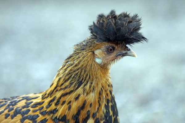 Appenzeller Spitzhaube Gold schwarzgetupft · Die schönsten Hennen