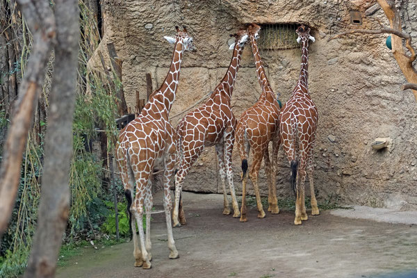 Alle Giraffen sind Indoor