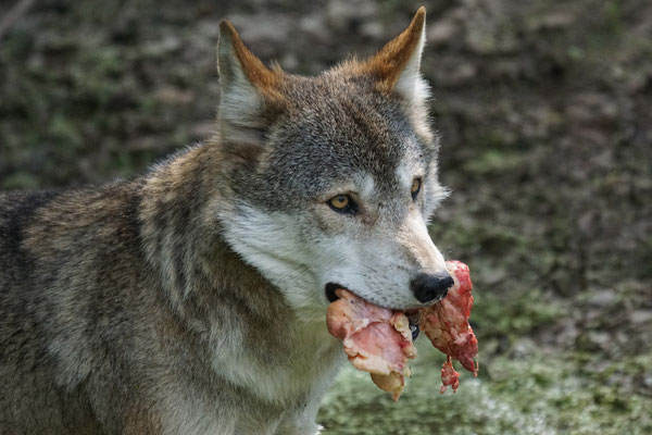 Europäischer Wolf · Schwarzwaldpark