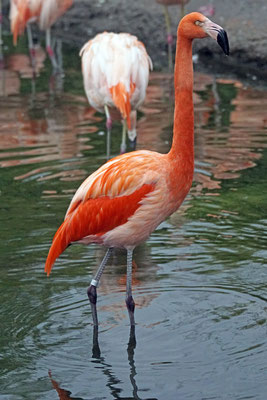 Chile-Flamingo
