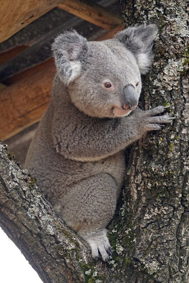 Koala ín der Aussenanlage