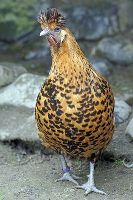 Appenzeller Spitzhaube Chamois schwarzgetupft. Die schönsten Hennen gibt es nur auf meiner Seite zu sehen.